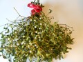Ein ca.30cm Bund frischer Mistelzweige, Misteln teilw.mit Beeren