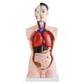 Anatomie Anatomisches Körper Modell Torso Puppe mit Organe 85 cm medmod