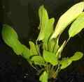 1 TOPF ECHINODORUS TRICOLOR, AMAZONASPFLANZE, Wasserpflanzen, Aquariumpflanzen
