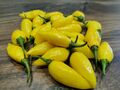 10 Samen Bio Aji Limo Peru Habanero selten Zitronen scharf massenträger