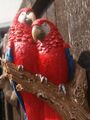 Papagei Deko Figur 2 Ara rot Wanddeko naturgetreu Wetterfest Gartendeko HOTANT