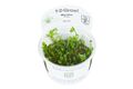 Marsilea hirsuta InVitro 1-2-Grow Aquariumpflanze Bodendecker Wasserpflanzen