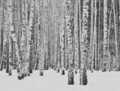 EUR 7,21/qm / Wandbild AS Creation Birken Wald Modern 382591 / 3,71m x 2,80m 