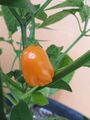 Chilisamen Aji Mango fruchtig scharf Chili Chilli  neue Ernte für Balkon top 🌶️