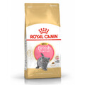 ROYAL CANIN British Shorthair Kitten 10kg Futter für Kätzchen Britisch Kurzhaar