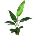 Anubias Hastifolia Topf, robuste Wasserpflanze, Aquariumpflanze, Barschfest