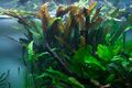 Aquarium Pflanze Cryptocoryne usteriana Tropica Nr.120 tropische Wasserpflanzen 