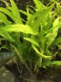 5 Javafarne Im Topf , Wasserpflanze, Aquarienpflanze, Barschfest