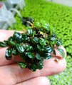 BUCEPHALANDRA spec. Mini  Clumb Buce Pflanze Aquarium TOP Nano #7 PREISKNALLER 