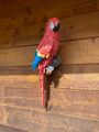Dekofigur Papagei Ara 40 cm lebensecht Rot Wanddeko Amazonas Zoo Käfig Garten
