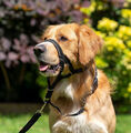 Halti Headcollar Non Pull Dog Head Collar for Training Adjustable Dog Halter