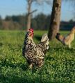 Bruteier, Schwedische Blumenhühner, 10 Stück Blumenhuhn, Schwedisches Blumenhuhn