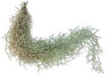 Tillandsia usneoides - Louisianamoos ca. 50 cm lang - dekorative Tillandsie