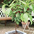 Süßkirsche ‘Regina’ - Winterhart Obstbaum Pflanze 80cm / 140cm