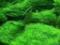 Unterwassergras෴෴ Wasserrasen für´s Aquarium & Teich -  immergrüne Wasserpflanze