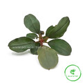 Bucephalandra aragon