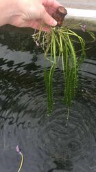 1 Aponogeton longiplumosus - gewellte Wasserähre , Aquariumpflanze, Knolle