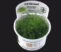 Tropica 1-2-GROW! 1x  Bonsai-Nadelsimse/Eleocharis sp. 'Mini' 