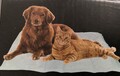Kühlmatte selbstkühlend Kühlkissen Kühldecke für Hund/Katze Hundebett 50x80 Cm