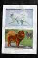 Fuertes & Murayama 1927 Hundedruck. Sibirischer Rentierhund Samojeden, Chowchows