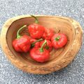 Aji Cachucha rote Chili aus Kuba Chilli mit milder Schärfe und schönen Früchten