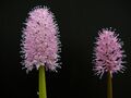 1 kleine   Helonias bullata / Moornelke    - Moorpflanze