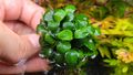  Aquariumpflanze Anubias barteri var nana Bonsai Mini Mini / 20 Blätter 