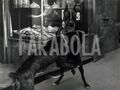 Altes Pressefoto Tiere Zwei Hunde Mit Maulkorb Hörmemory Jahre 60 Druck 24x18 CM