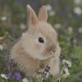 4 Servietten Kaninchen Hase auf Wiese Ostern - bunny in field