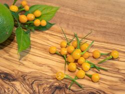 10 Chili Samen - Aji Charapita - teuerste Chili Sorte der Welt - frische Ernte!