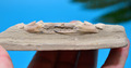 ERSTAUNLICH, ÜBERPRÜFEN SIE DIE KRALLEN AUF DIESER SCHÖNEN fossilen KRABBE aus Java, Indonesien #39