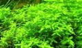 schnellwachsende grüne Aquariumpflanzen gegen Algen im Aquarium Wassersterne