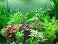 !! ANGEBOT !!  25 Aquariumpflanzen Bunter Mix Wasserpflanzen Pflanze Aquarium