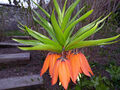 25 Orangerote Kaiserkronen Samen Fritillaria Imperialis