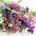 SCHOPF-SALBEI 'MIX' 200 Samen SALVIA VIRIDIS Schnittblume BIENENWEIDE