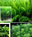 schnellwachsende grüne Aquariumpflanzen gegen Algen im Aquarium Wasserpest Deko