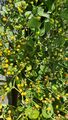 Chilisamen "Aji Charapita" 15 Samen / Teuerste Chilli der Welt / Bio Saatgut