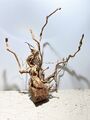 Drachenwurzel, Curl Wurzel, Aquariumwurzel ähnlich Mangrove  #1357 55x22x63cm