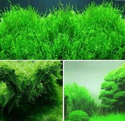 schnellwachsende Aquariumpflanzen gegen Algen im Aquarium Quellmoos