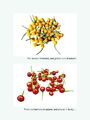 Aji Charapita Sortiment (Gelb+Rot) 20 Samen ,gilt als teuerstes Chili Der Welt**