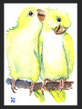 ACEO Aquarelldruck niedliche gelbe Papageien Paar Kunst Malerei von ili