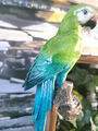 Papagei Deko Figur Ara grün Statue Vogel auf Ast Gelb Dekofigur Papageienfigur