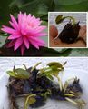 Rosa Zwerg-Seerose schnellwachsende Aquariumpflanzen gegen Algen im Aquarium !