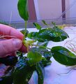 5 x Anubia Ableger - Einfache robuste Aquarium Pflanze (barschfest) 