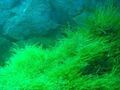 schnellwachsende Aquariumpflanzen gegen Algen im Aquarium Quellmoos