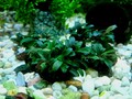 Bucephalandra - Anubias - Schismatoglottis - Pflanzen - Aquarium - Fische