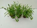 3 Töpfe Lilaeopsis  Neuseelandgras Vordergrund Wasserpflanzen 4,46/Stck mit Post