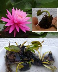 Rosa Zwergseerose schnellwachsende Aquariumpflanzen gegen Algen im Aquarium !