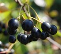  Aronia `Aron´, schwarze Apfelbeere, mehrtriebiger Strauch, 60-80cm im 3L-Topf