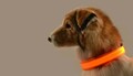 USB - Leuchtendes LED - Hundehalsband Nylon Yellow L